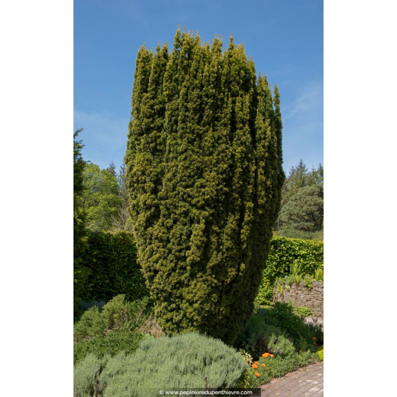 TAXUS baccata 'Fastigiata'