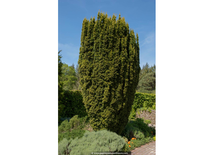 TAXUS baccata 'Fastigiata'