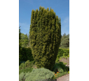 TAXUS baccata 'Fastigiata'