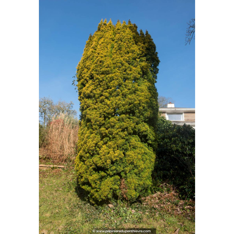 TAXUS baccata 'Fastigiata Aurea'