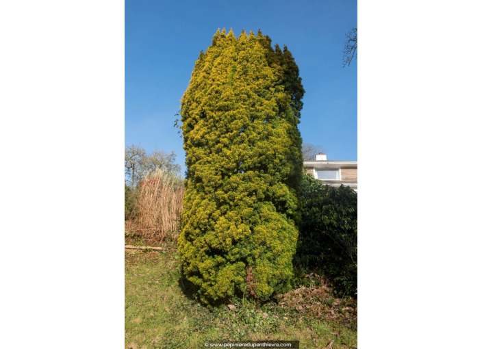 TAXUS baccata 'Fastigiata Aurea'