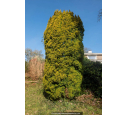 TAXUS baccata 'Fastigiata Aurea'