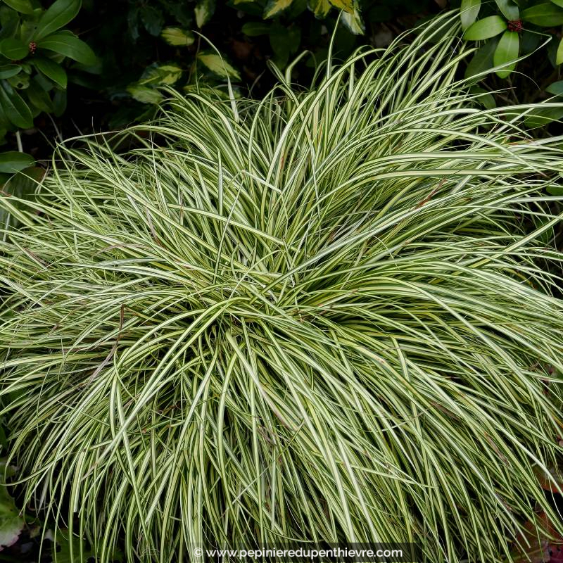 CAREX oshimensis 'Evergold'