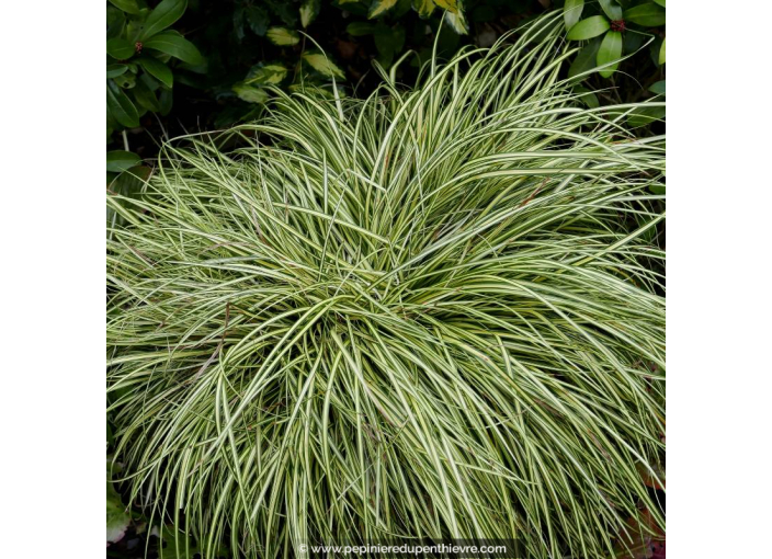 CAREX oshimensis 'Evergold'