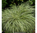 CAREX oshimensis 'Evergold' CAREX oshimensis 'Evergold'