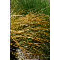 CAREX testacea \'Prairie Fire\'