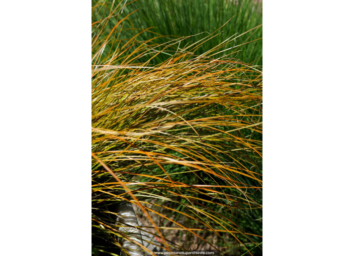 CAREX testacea 'Prairie Fire'