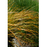 CAREX testacea \'Prairie Fire\'