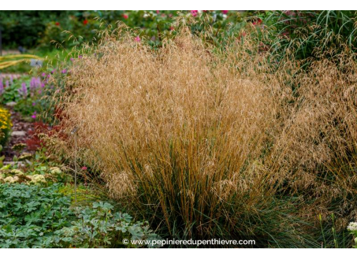 DESCHAMPSIA cespitosa