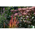 IMPERATA cylindrica 'Red Baron'
IMPERATA cylindrica \'Red Baron\'