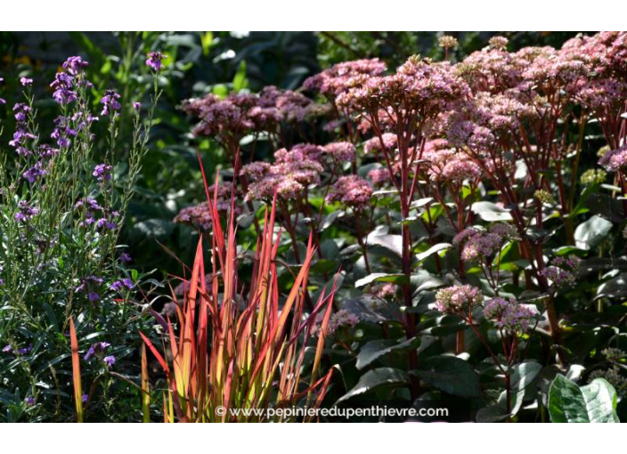 IMPERATA cylindrica 'Red Baron'