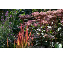 IMPERATA cylindrica 'Red Baron' IMPERATA cylindrica 'Red Baron'