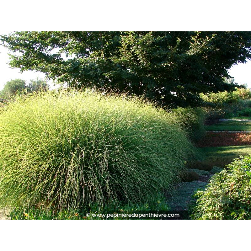 MISCANTHUS sinensis 'Gracillimus'