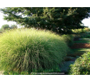 MISCANTHUS sinensis 'Gracillimus' MISCANTHUS sinensis 'Gracillimus'
