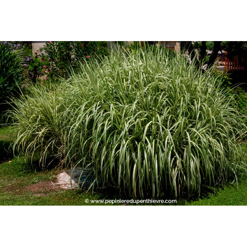 MISCANTHUS sinensis 'Variegatus'