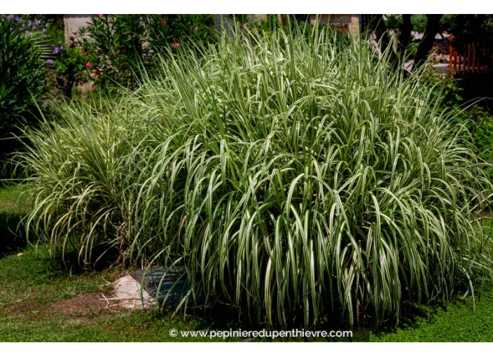 MISCANTHUS sinensis 'Variegatus'