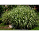 MISCANTHUS sinensis 'Variegatus'