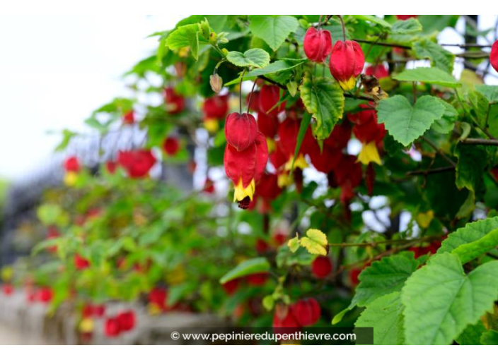 ABUTILON megapotanicum