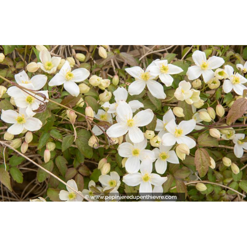 CLEMATIS montana 'Grandiflora'