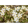 CLEMATIS montana \'Grandiflora\'