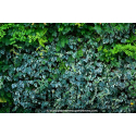 HEDERA algeriensis \'Gloire de Marengo\'