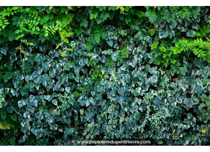 HEDERA algeriensis 'Gloire de Marengo'