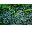 HEDERA algeriensis 'Gloire de Marengo' HEDERA algeriensis 'Gloire de Marengo'