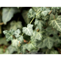 HEDERA helix \'Glacier\'