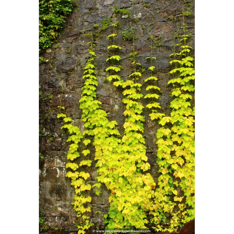 HUMULUS lupulus 'Aureus'