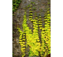 HUMULUS lupulus 'Aureus' HUMULUS lupulus 'Aureus'