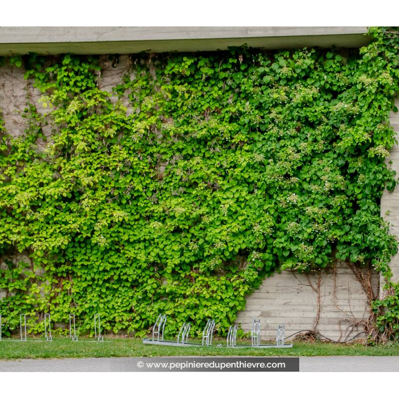 HYDRANGEA anomala subsp. petiolaris