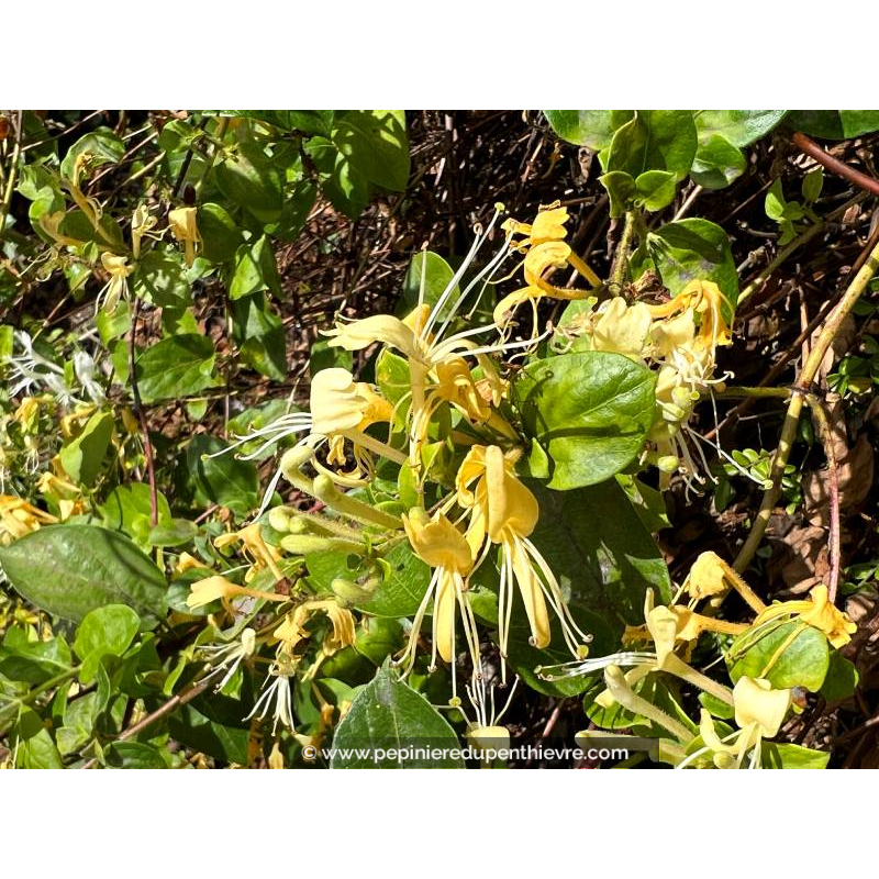 LONICERA japonica 'Halliana'