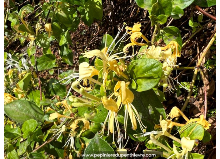 LONICERA japonica 'Halliana'