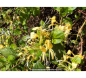 LONICERA japonica 'Halliana' LONICERA japonica 'Halliana'