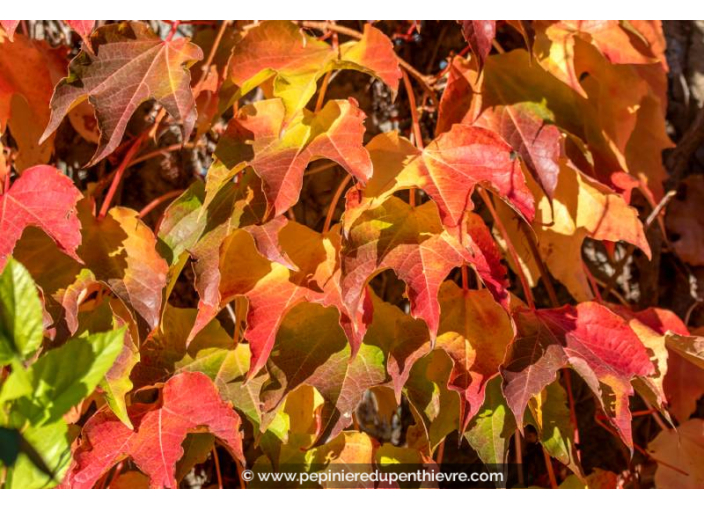 PARTHENOCISSUS tricuspidata 'Veitchii'