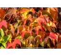 PARTHENOCISSUS tricuspidata 'Veitchii'
