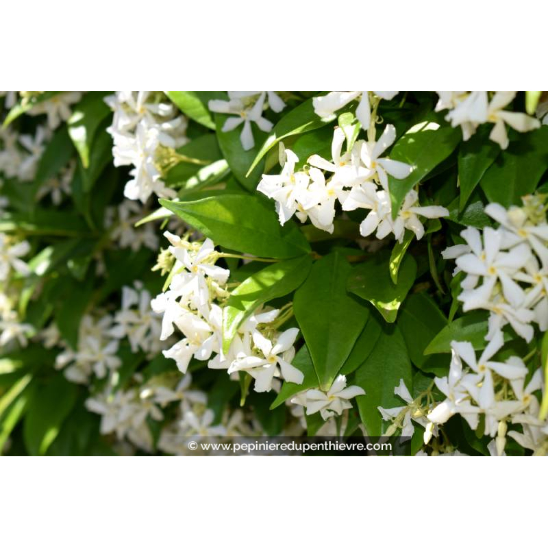 TRACHELOSPERMUM jasminoides