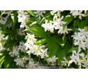 TRACHELOSPERMUM jasminoides