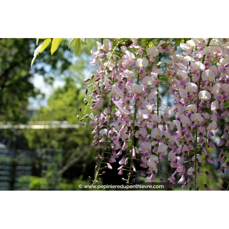 WISTERIA floribunda 'Rosea'