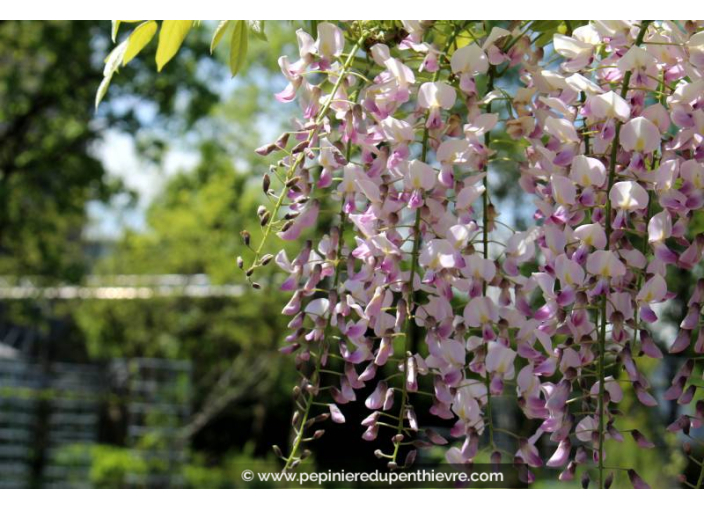 WISTERIA floribunda 'Rosea'