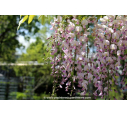 WISTERIA floribunda 'Rosea'