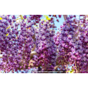 WISTERIA floribunda \'Violacea Plena\'