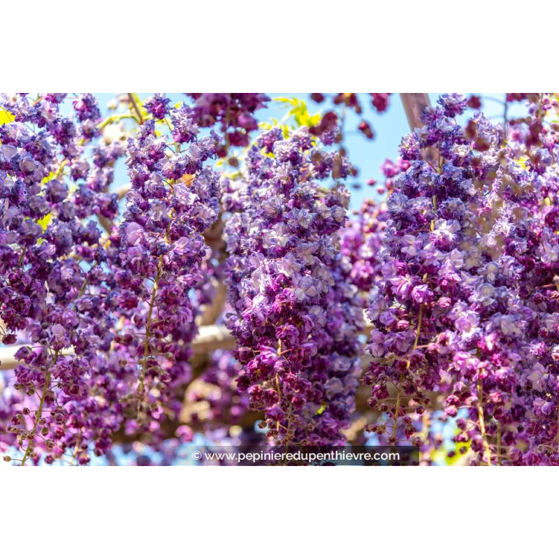 WISTERIA floribunda 'Violacea Plena'