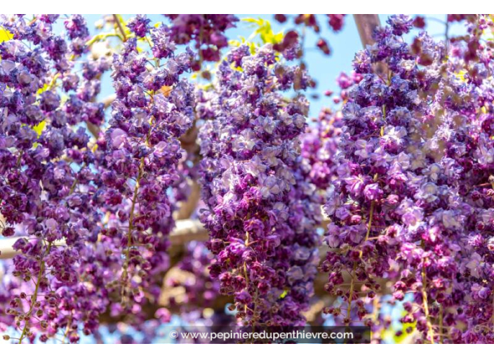 WISTERIA floribunda 'Violacea Plena'