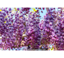 WISTERIA floribunda 'Violacea Plena'