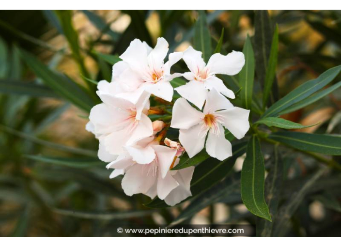 NERIUM oleander 'Blanc'