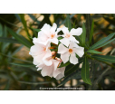 NERIUM oleander 'Blanc'