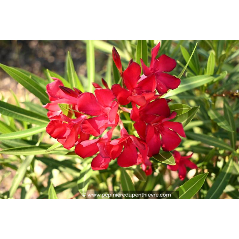 NERIUM oleander 'Rouge'