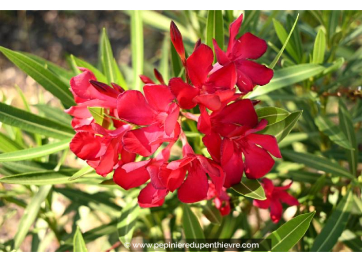 NERIUM oleander 'Rouge'