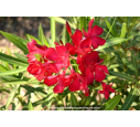 NERIUM oleander 'Rouge'